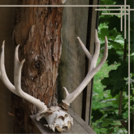 unsere Wildwochen